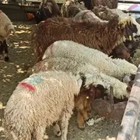 خردشده بسته بندی زنده شده