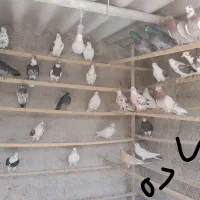 کفتر اصیل و ریشه دار