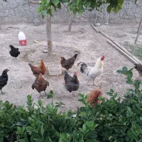 خروس  ومرغ تخمگذار