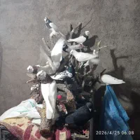 کفتر|پرنده|ارسنجان, |دیوار