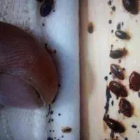 سمپاشی سوسک،ساس کنه،موریانه سم پاشی ضمانتی یک جلسه