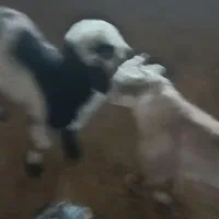 2بره نر