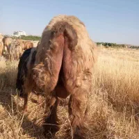 قوچ بختیاری