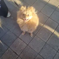 واگذاری سگ پامر