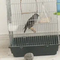 مرغ مینا
