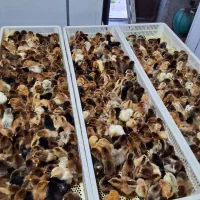 جوجه یکروزه بومی