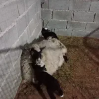بره نر چاق ۴۵ تا ۷۰ کیلو