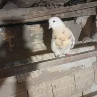 کبوتر