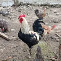 مرغ وخروس لری بختیاری قیمت مفت یکجاتاظهرفردا
