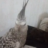 گمشده