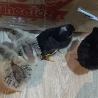 جوجه دوروزه