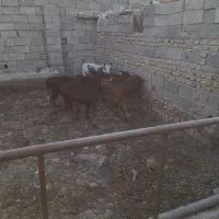 فروش گوساله داشتی