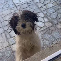 سگ خانگی خوشکل