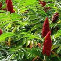 فروش نهال سماق قرمز  و  زغال اخته   با قیمت مناسب