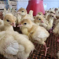 جوجه بوقلمون های بیوتی و برنز واکسینه شده