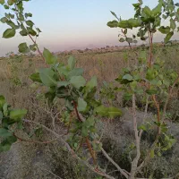 باغ پسته