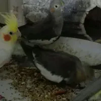 عروس هلندی