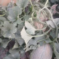 جانا|خوردنی و آشامیدنی|حاجی آباد, |دیوار