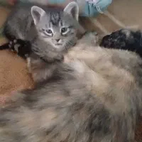من  گربه کوچولو یاکایم با سرمه