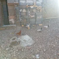 کبوتر