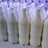 دوغ محلی عمده و تک