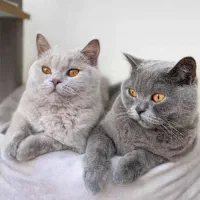 واگذاری گربه بریتیش ماده