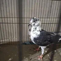 کفتر|پرنده|قم, کاسه گران|دیوار