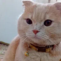 جفت گیری گربه