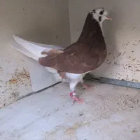 کبوتر جوجه شازده