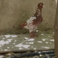 کبوتر