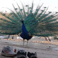 طاووس