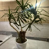 گل یوکا