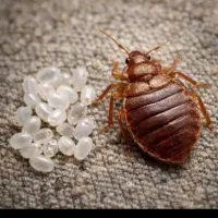 سمپاشی منازل ارگانها سم پاشی
