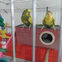 مرغ عشق طوطی باجیگارد