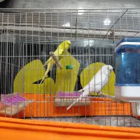 مرغ عشق اینگلیسی