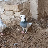 طوقی کاکلی صحرایی