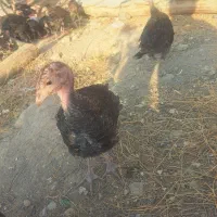 جوجه بوقلمون ۸۰ روزه