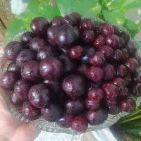 زدن علف هرز باغ  و باغچه شما