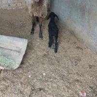 بره نر لاغر