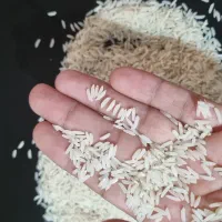 برنج هاشمی. محصول شالیزار خودمون