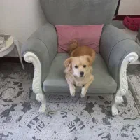 فروش اشپیتس ۱۰ماهه ماده