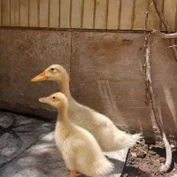جفت اردک سالم سرحال