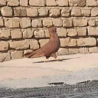 نر باب جفتگاه وپرش رنگ خون همچی میزون