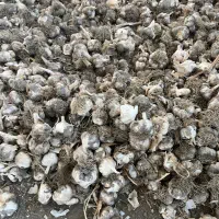 سیر خوانسار