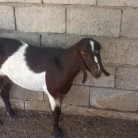 بز اوس ۲۵ چهاره ماه به بالا محمداباد
