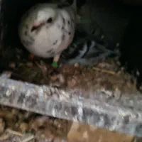 کبوتر جفتگاه و هوا