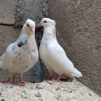 طوقی