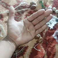 انگشتر و مهره|جواهرات|شیراز, قالیشویی|دیوار