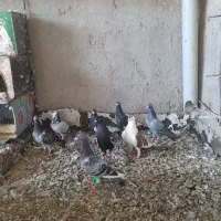 کبوتر
