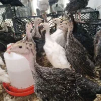 جوجه بوقلمون و گلپایگانی ۴۵ روزه